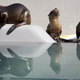 epa04736365 (15/20) Some of the hundreds of malnourished and dehydrated sea lion pups that have been stranded along the northern California coast who are receiving much needed care at the Marine Mammal Center in Sausolito, California, USA, 07 April 2015. Wildlife services in California are being pushed to their limits this year. Since January 2015, every month has set a record in sea lion strandings, mostly sea lion pups, according to the National Oceanic and Atmospheric Administration. EPA/PETER DASILVA PLEASE REFER TO ADVISORY NOTICE (epa04736350) FOR FULL FEATURE TEXT
